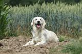 GOLDEN RETRIEVER 669